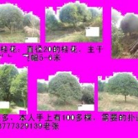 20桂花