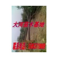 國(guó)槐全冠帶球價(jià)格