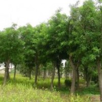 供應：紫荊、紫薇、木槿、櫻花、國槐、垂槐、大葉黃楊 等等