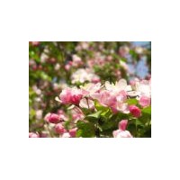 供應西府海棠、垂絲海棠、桂花、香樟、玉蘭、紅楓