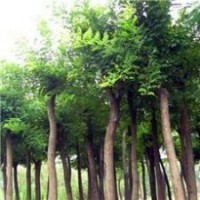 國(guó)槐，國(guó)槐苗，國(guó)槐樹