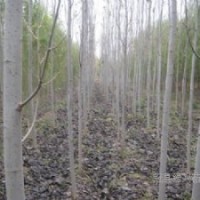 【供】毛白楊種苗/107苗，椿樹苗/速生國槐苗/速生法桐苗