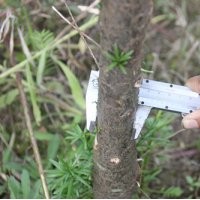 低價出售3公分南方紅豆杉精品大樹