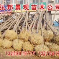 惠民縣速生白蠟國槐苗圃