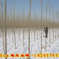 長期供應(yīng)白蠟，速生白蠟，國槐，速生國槐，垂柳，竹柳，速生柳，
