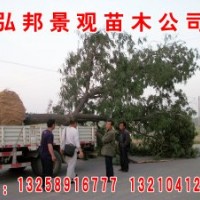 山東弘邦景觀苗圃出售1公分至10公分國(guó)槐，速生國(guó)槐，速生白蠟