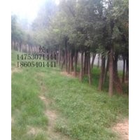 全冠國(guó)槐樹(shù)半冠國(guó)槐樹(shù)羅根捷桿國(guó)槐樹(shù)山東苗場(chǎng)