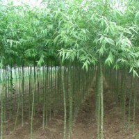 青柳一號 種條