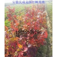 美國紅楓小苗