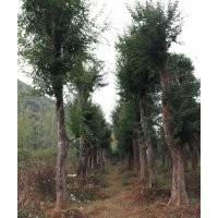 湖北全冠三角楓供應