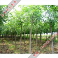 白蠟樹苗價(jià)格_泓遠(yuǎn)苗木基地供應(yīng)白蠟樹苗