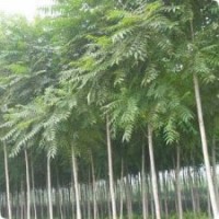 低價欒樹3-4公分，質(zhì)優(yōu)價廉