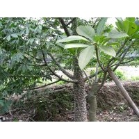 木棉樹