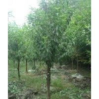 青葉碧桃