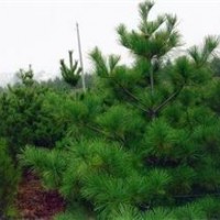 供應(yīng)華山松小苗。華山松小苗
