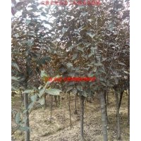 紅葉李、紫薇、烏桕、三角楓、桂花、大葉女貞、香樟、廣玉蘭