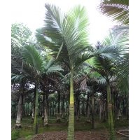 瀘州假檳榔，假檳榔風(fēng)景樹，假檳榔基地，假檳榔