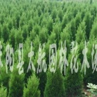 供應龍柏、衛(wèi)矛、扶芳藤、金葉女貞、大葉黃楊