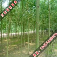 黃柳應(yīng)用廣泛