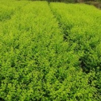供應紅葉石楠、桃葉珊瑚、八角金盤、金邊黃楊等苗木