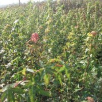 苗木價(jià)格表01紫荊,紫薇,雞爪槭小苗