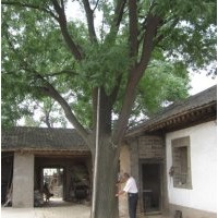國(guó)槐