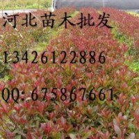 供應(yīng)紅葉石楠 大量低價出售紅葉石楠