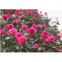 供應薔薇