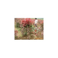 紅葉石楠價格，南京紅葉石楠球價格，2013年紅葉石楠球價格行情