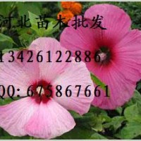 金葉榆批發(fā) 大量出售金葉榆 供應(yīng)金葉榆 金葉榆哪里便宜 金葉榆基