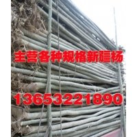 新疆楊