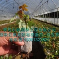 美國(guó)紅楓系列種苗