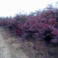供應(yīng)；紅楓小苗紅楓幼苗紅楓種子