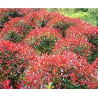 紅葉石楠，金葉女貞，紅葉小檗，龍柏，蜀檜，爬地柏，側(cè)柏，紅葉