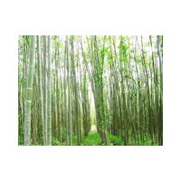 出售竹柳苗