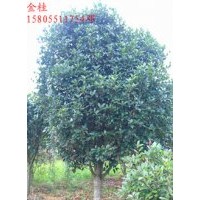 2公分桂花，3公分桂花，5公分桂花，桂花小苗