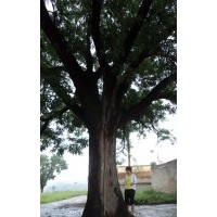 國槐1-100公分