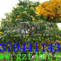 無(wú)憂樹(shù)苗 火焰花苗 火焰花樹(shù)苗 無(wú)憂樹(shù)種子