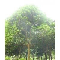 出售個(gè)規(guī)格桂花苗桂花樹