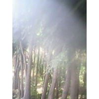 新鮮五角楓，北欒.山丁子.流蘇各種優(yōu)質(zhì)種子