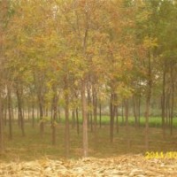 供應(yīng)當(dāng)年白蠟、國槐成品苗