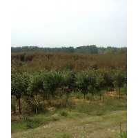 紅葉石楠