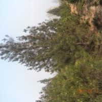供應(yīng)白皮松、白皮松價(jià)格、3米白皮松價(jià)格