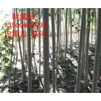 常年供應(yīng)：新疆楊\垂柳、榆樹