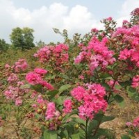 苗圃到期，處理1-3公分的紫薇
