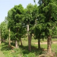 湖北隨州全冠骨架移植樸樹銀杏樹，桂花，木瓜，三角楓，樸樹，皂