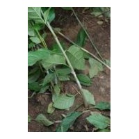 供應(yīng)圓蠟2號(hào)白蠟半成品苗(秋悶子），實(shí)生苗
