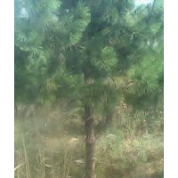 黑松專賣