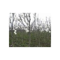 白玉蘭小苗-白玉蘭基地-白蘭花價格-白玉蘭價格