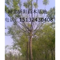 2012年速生柳價(jià)格
